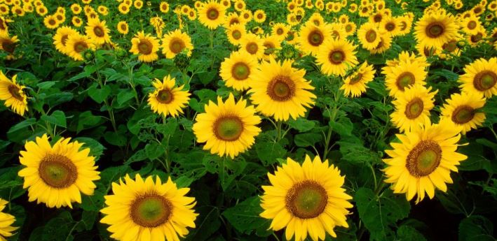 Sommer